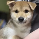 柴犬(標準サイズ)【三重県・女の子・2025年4月13日・赤毛】の写真1「綺麗な目がが特徴的です」