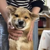 柴犬(標準サイズ)【三重県・男の子・2025年1月28日・赤毛】の写真3「この子はオスですが、大人しく忠実！おすすめですよ！しぐさに癒される子です」