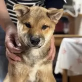 柴犬(標準サイズ)【三重県・男の子・2025年1月28日・赤毛】の写真4「販売開始しました！引渡しいつでも大丈夫です！次の子が産まれるので特別価格コミコミ10万円」