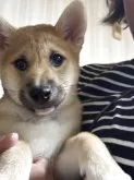 柴犬(標準サイズ)【三重県・女の子・2025年4月13日・赤毛】の写真7