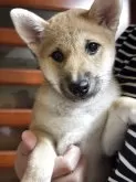柴犬(標準サイズ)【三重県・女の子・2025年4月13日・赤毛】の写真9