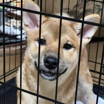 柴犬(標準サイズ)【三重県・女の子・2023年5月3日・赤】の写真「この子の為にも最終価格！懐きやすい時期です」