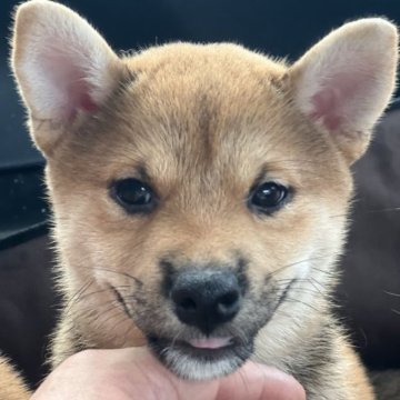 柴犬(標準サイズ)【三重県・女の子・2023年5月3日・赤】の写真「8月27日のお迎えで、さらに1万円引き致します！」