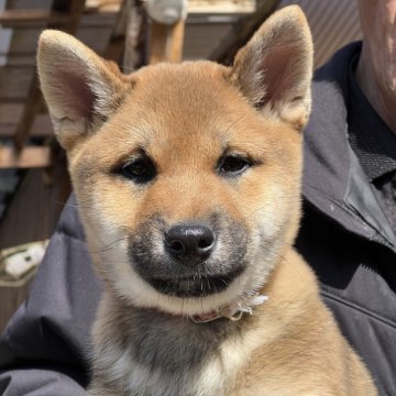 柴犬(標準サイズ)【三重県・男の子・2023年12月3日・赤】の写真「お迎え頃甘噛みも少なく落ち着きがある子☺️」