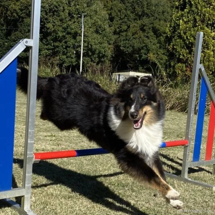 ID：2311-03535の子犬