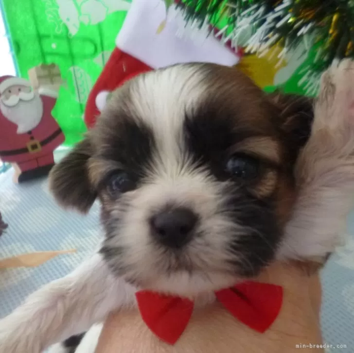 ID：2411-07792の子犬
