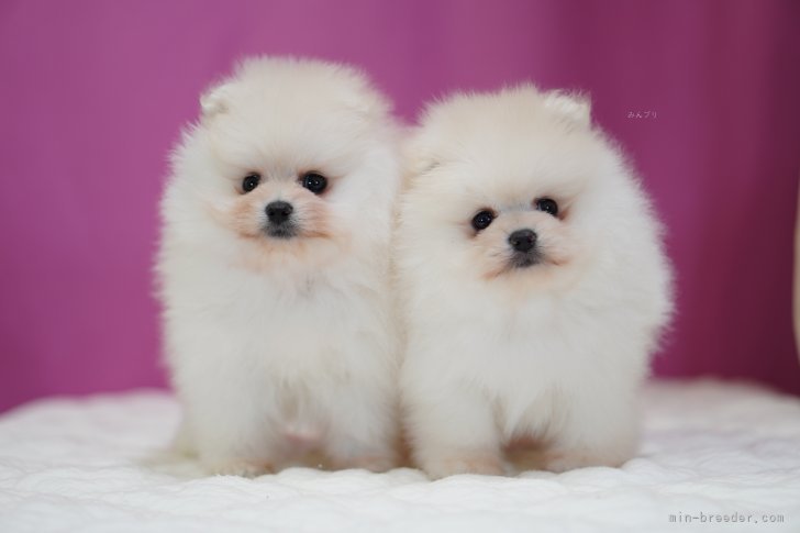 鳥塚昭源ブリーダーのブログ：年末年始のご案内🎍 ご見学・お迎えについて