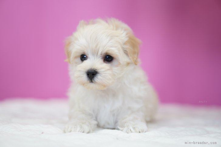鳥塚昭源ブリーダーのブログ：写真より実物がもっと可愛い！癒し系子犬、家族募集中🐾