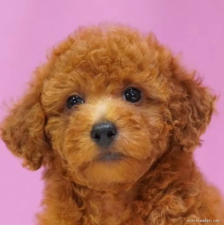 ID:2410-05986の子犬