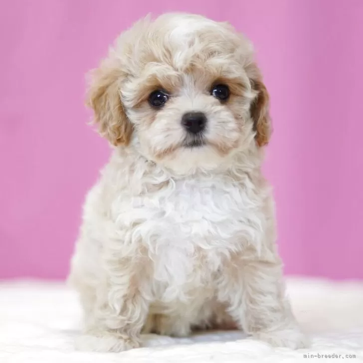 ID：2506-02659の子犬