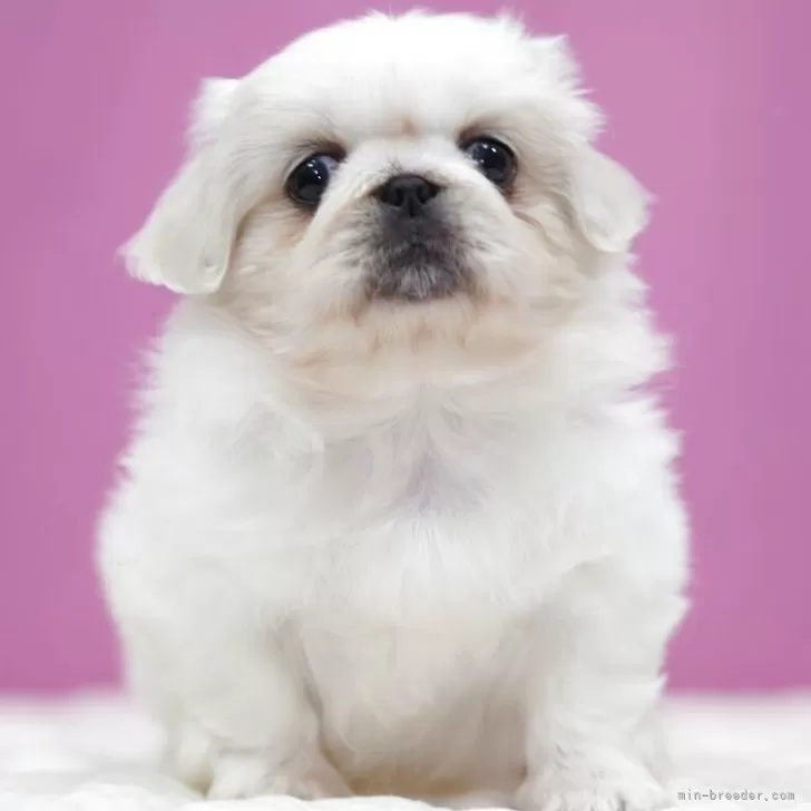 ペキニーズ【埼玉県・女の子・2025年10月27日・ホワイト】の写真1