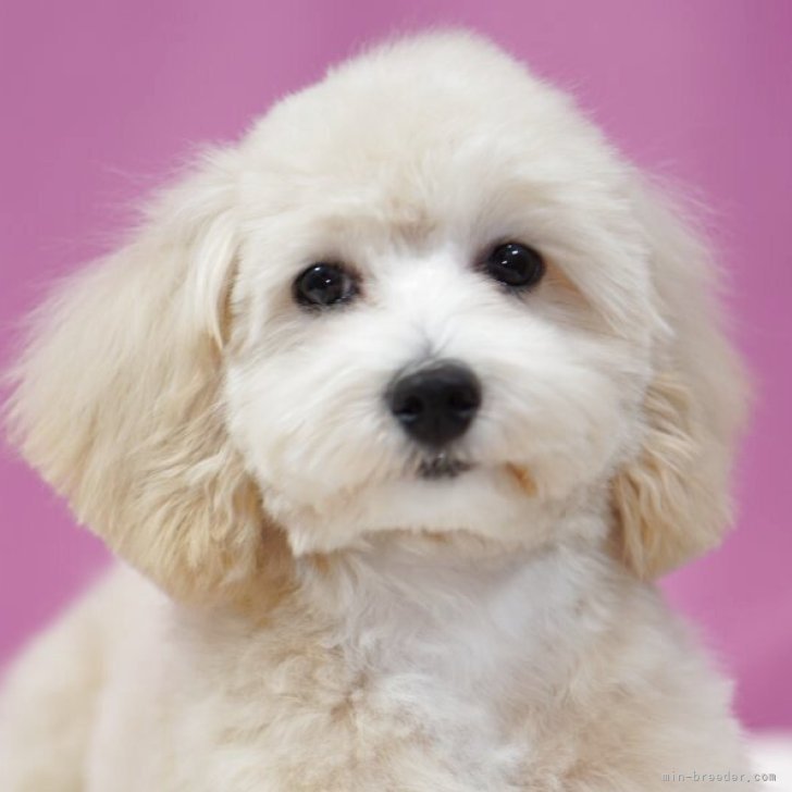 ブリーダー画像