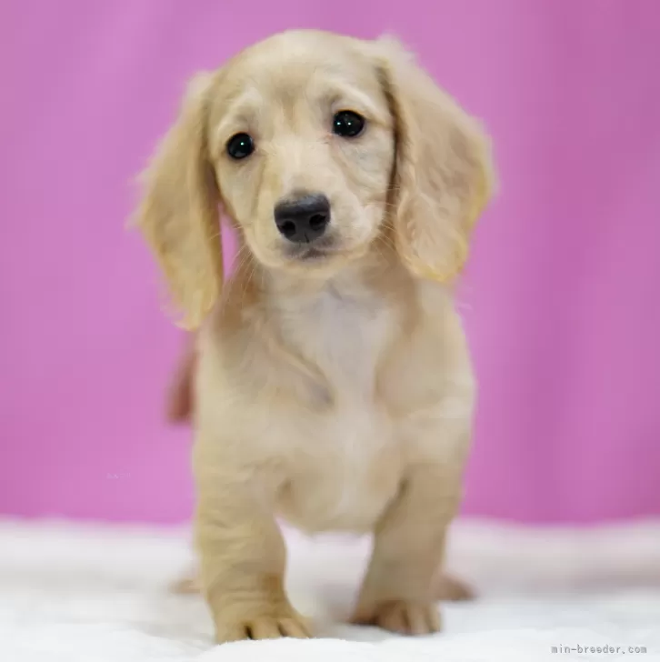 ID：2505-02928の子犬