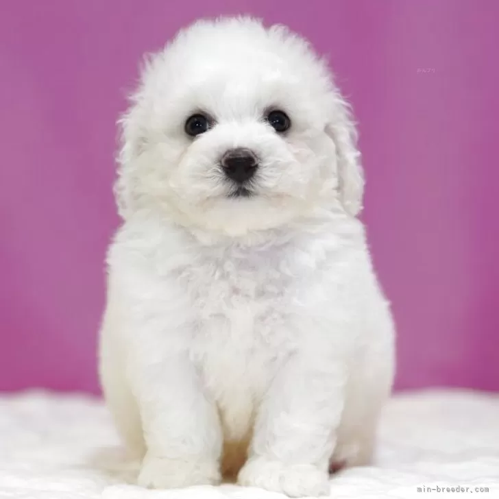 ID:2509-00221の子犬