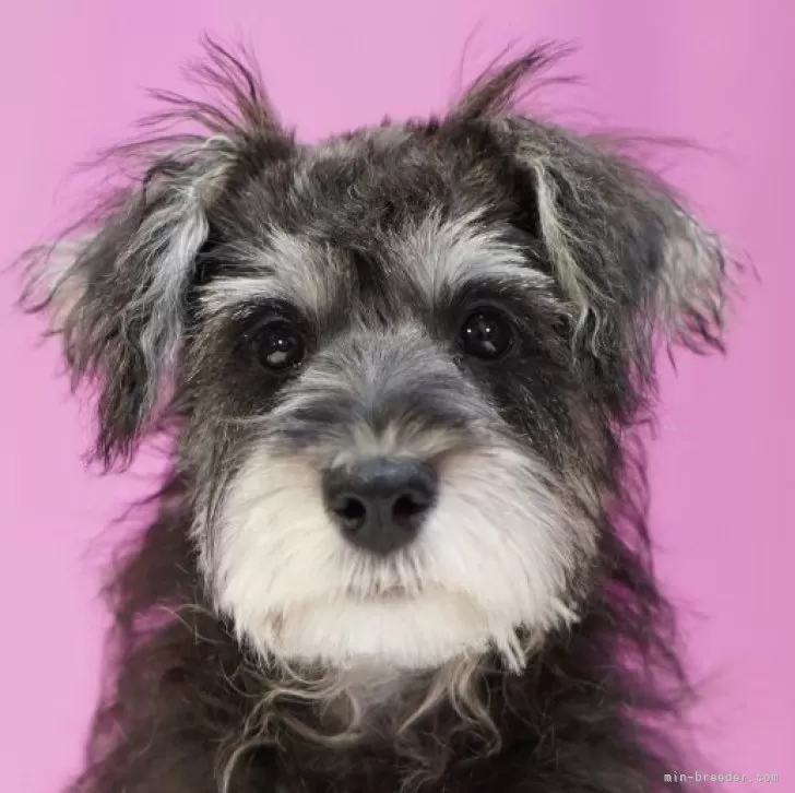 N.S 様のお迎えした子犬