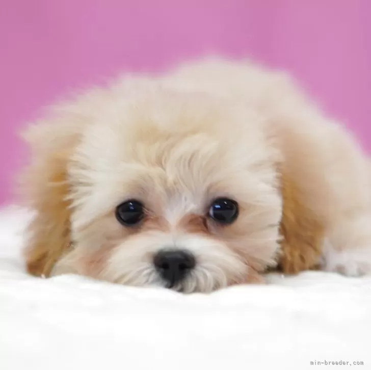 ID：2510-02806の子犬