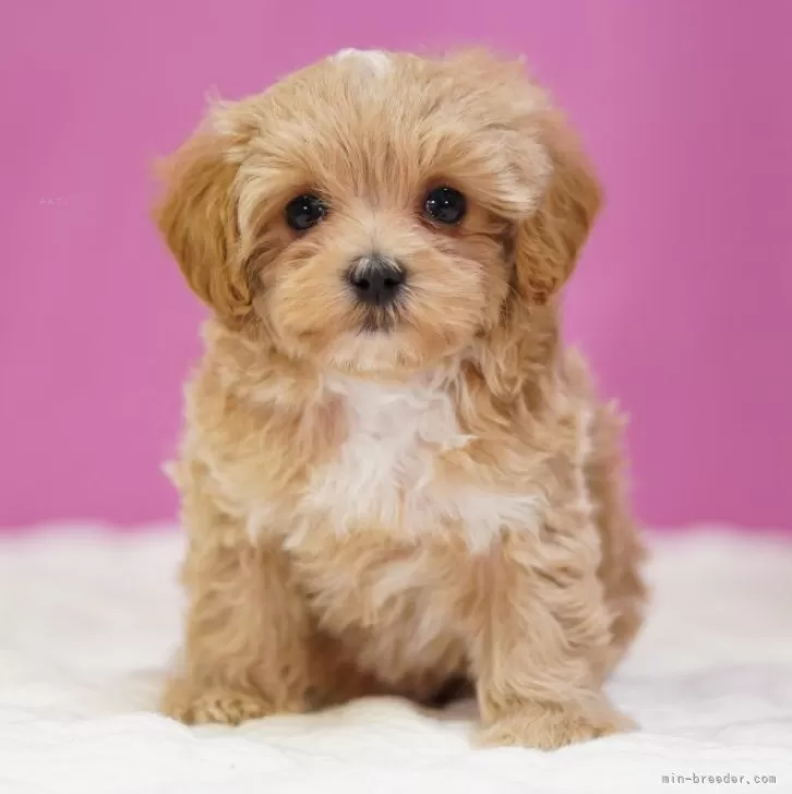 ID：2412-04277の子犬