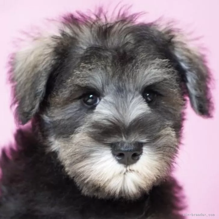 ID:2505-07335の子犬