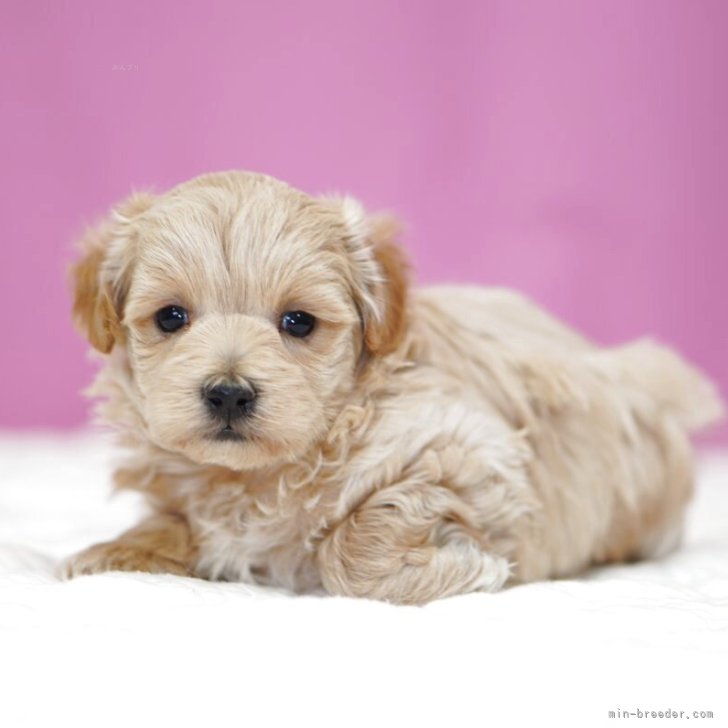 ブリーダー画像