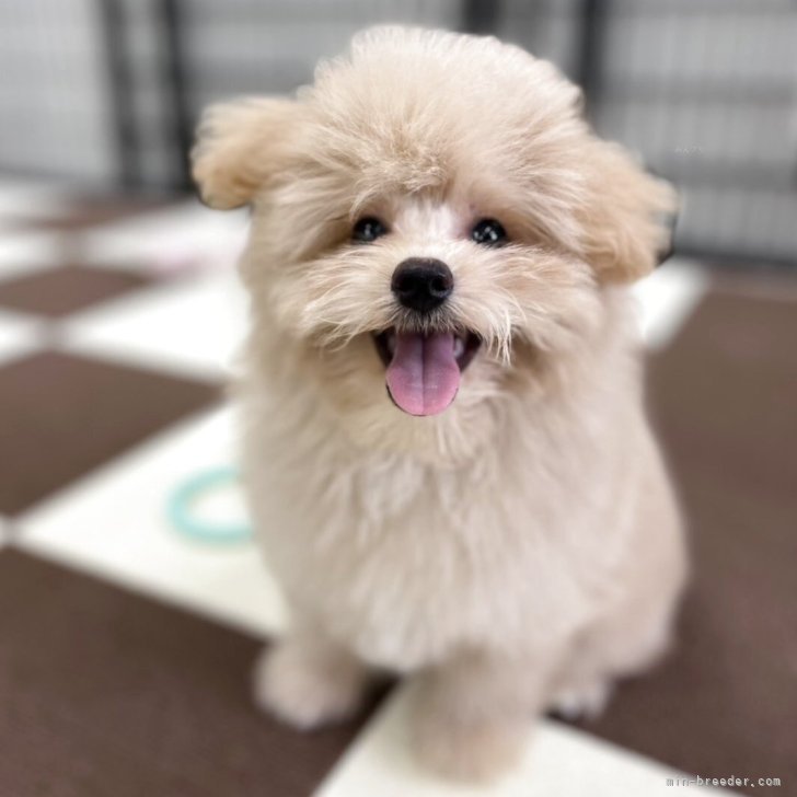 ブリーダー画像