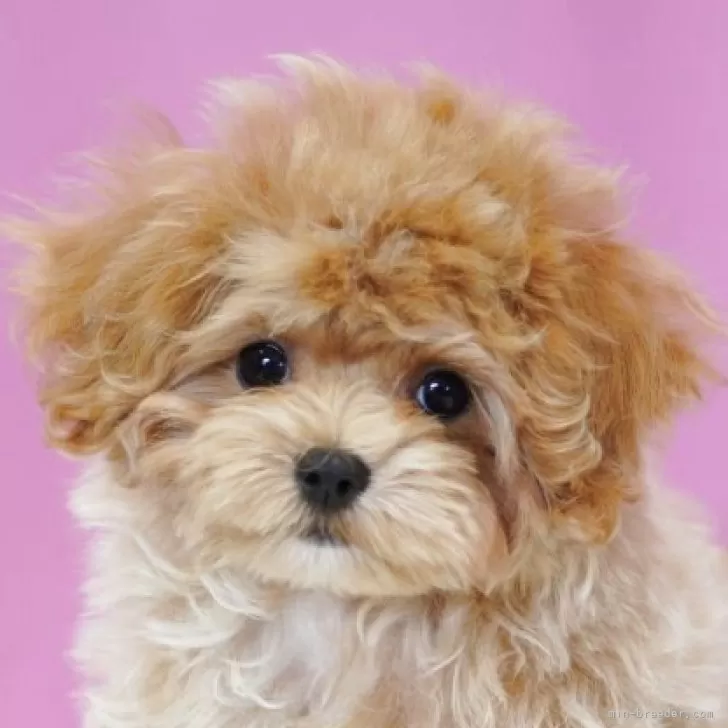 S.H 様のお迎えした子犬