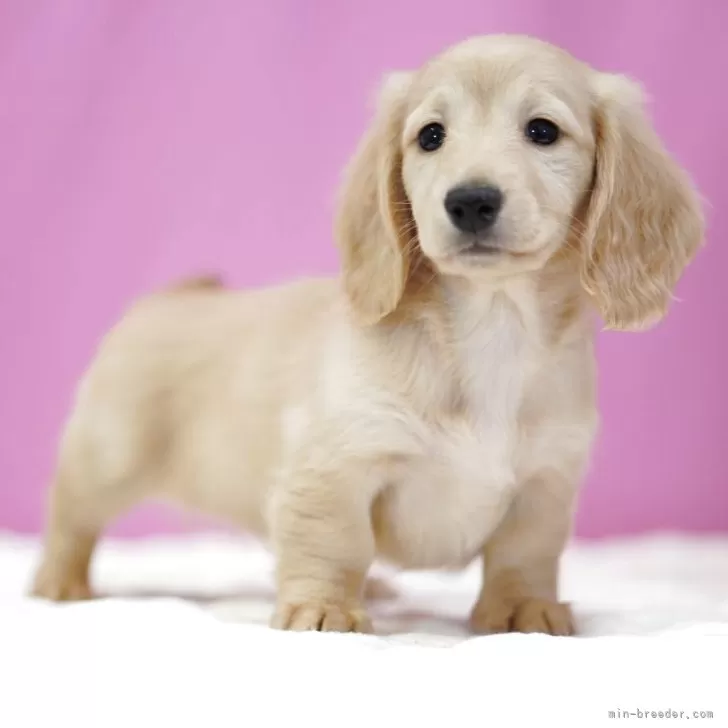 ID：2505-02929の子犬