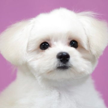 ポメプー(ポメラニアン×トイプードル)【埼玉県・女の子・2025年7月10日・アプリコット】の写真「⭐️当日見学OK⭐️」