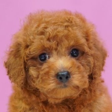 トイプードル(トイ)【埼玉県・男の子・2024年9月19日・レッド】の写真「⭐️分割12回まで金利無料⭐️」