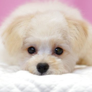 ポメプー(ポメラニアン×トイプードル)【埼玉県・女の子・2025年7月14日・アプリコット】の写真「⭐️ブログに兄妹動画あります⭐️」