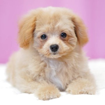 ポメプー(ポメラニアン×トイプードル)【埼玉県・女の子・2025年8月3日・アプリコット】の写真「⭐️当日見学OK⭐️」