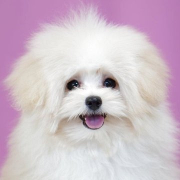 ポメプー(ポメラニアン×トイプードル)【埼玉県・女の子・2025年7月10日・アプリコット】の写真「⭐️当日見学OK⭐️」