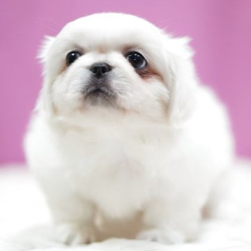 ペキニーズ【埼玉県・女の子・2025年10月27日・ホワイト】の写真「⭐️可愛い女の子⭐️」