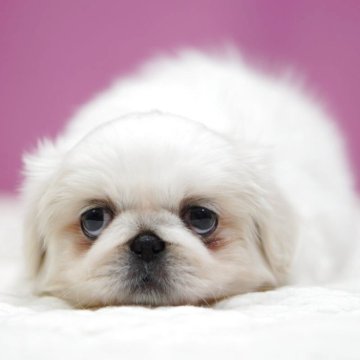 ペキニーズ【埼玉県・女の子・2025年10月27日・ホワイト】の写真「⭐️可愛い女の子⭐️」