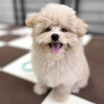 ポメプー(ポメラニアン×トイプードル)【埼玉県・男の子・2025年7月16日・アプリコット】の写真「⭐️当日見学OK⭐️」