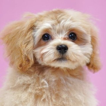 マルプー(トイプードル×マルチーズ)【埼玉県・男の子・2025年8月16日・アプリコット】の写真「⭐️抱っこ好きで落ち着きのある男の子⭐️」