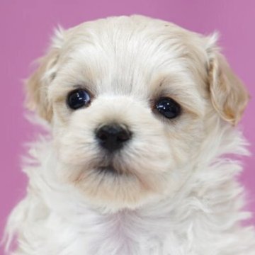 マルプー(マルチーズ×トイプードル)【埼玉県・女の子・2025年10月1日・アプリコット】の写真「⭐️可愛く成長していきます⭐️」