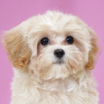 マルプー(トイプードル×マルチーズ)【埼玉県・女の子・2025年8月16日・アプリコット】の写真「⭐️当日見学OK⭐️」