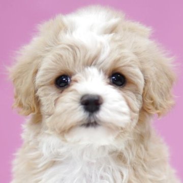 マルプー(マルチーズ×トイプードル)【埼玉県・男の子・2025年11月18日・アプリコット】の写真「甘えんぼ全開マルプーくん🐾」