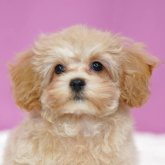 マルプー(トイプードル×マルチーズ)