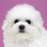 ビションフリーゼ