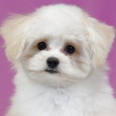 ポメプー(ポメラニアン×トイプードル)