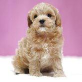 マルプー(マルチーズ×トイプードル)