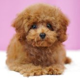 トイプードル(タイニー)