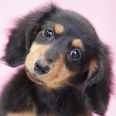 ミニチュアダックスフンド(ロング)