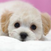 マルプー(マルチーズ×トイプードル)