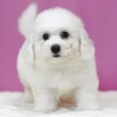 ビションフリーゼ