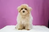 マルプー(マルチーズ×トイプードル)【埼玉県・男の子・2024年9月18日・アプリコット】の写真3