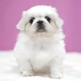 ペキニーズ【埼玉県・女の子・2025年10月27日・ホワイト】の写真3