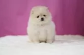 ポメラニアン【埼玉県・女の子・2024年12月15日・クリーム】の写真4