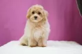 マルプー(マルチーズ×トイプードル)【埼玉県・男の子・2024年9月18日・アプリコット】の写真6
